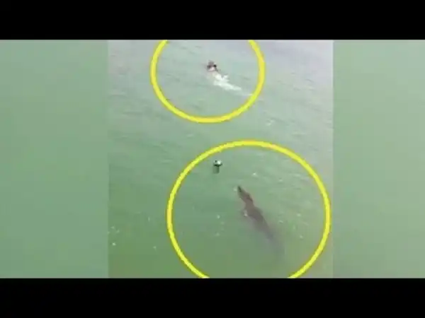 Giant Crocodile Chases Boy As Panicked Onlookers Try To Help.